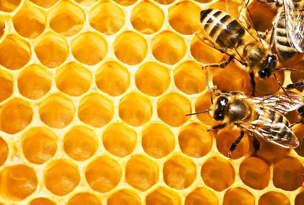 Bees are Masters at Efficiency. Does your Marketing Department measure up?